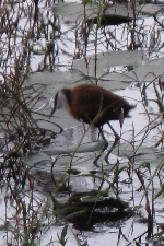 African Jacana, Camp Kwando, Namibia