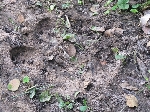 Hippo foot print, Popa Falls Namibia