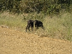Cape Buffalo babies, Mahango NP, Namibia