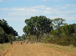 Zebra crossing the road, Mahango NP Namibia