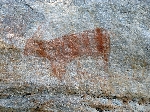 Eland, rock art, Tsolilo Botswana