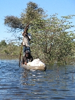 Mokoro carrying farm produce to market, Etsha 13, Botswana