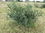 Acacia bush