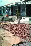 Drying cocoa