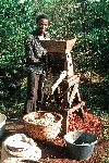 Shelling coffee