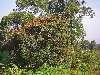 Mbouda-Bamenda road: African tulip tree in bloom