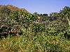 Mbouda-Bamenda road: palm and banana grove in Bamenda highlands
