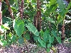 Mbouda-Bamenda road: coco yams growing under bananas