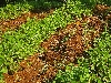 crops