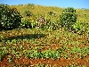 Jakiri-Foumban road: small farm
