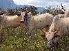 Jakiri-Foumban road: Zebu cattle