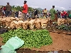 Foumbot market: green beans