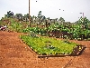 Bafoussam-Dschang road: vineyard