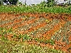 Bafoussam-Dschang road: onion garden