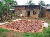 Cocoa farm drying cocoa beans