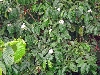 coffee blossoms