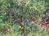 Cocoa tree with a few pods
