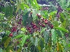 coffee beans (red) ripe