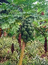 Papaya fruit on the tree (pawpaw)