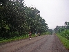 Ngongsamba-Loum road: teak trees along the road