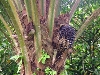 Loum-Kumba road: oil palm tree with oil palm kernel