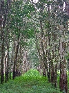 Loum-Kumba road: rubber tree plantation forest