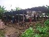 Kumba-Buea road: wood fired cocoa drying shed