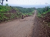 Kumba-Buea road: beginning the climb up the base of Mt. Cameroon.