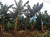 Kumba-Buea road: banana plantation on the side of Mt. Cameroon