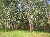 Limbe-Douala road: rubber tree planation