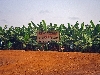 Del Monte banana plantation: sign warning of aerial spraying.
