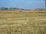 Abyssinian plateau, Sulutan, Ethiopia