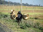 Man carrying woven baskets to market, Ethiopia