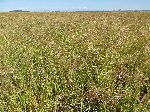 Field of Teff, Ethiopia