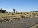 Cattle grazing, Ethiopia