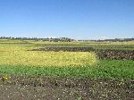 Field of Teff, Ethiopia