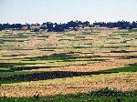 Fields off Highway 3 btw Dejen and Debre Markos, Ethiopia