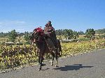 Ethiopian horseman