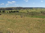 Cattle grazing of Highway 3 btw Dejen and Debre Markos, Ethiopia
