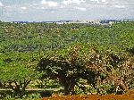 Forest off Highway 3 btw Dejen and Debre Markos, Ethiopia