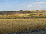 Wheat fields, Highway 3, btw Debre Markos and Amanuel, Ethiopia
