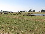 Cattle along Highway 3, btw Amanuel and the Temcha River, Ethiopia