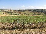 Landscape along Highway 3, btw Amanuel and the Temcha River, Ethiopia
