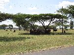 Acacia, along Highway 3, btw Yechereqa and Finote Selem, Ethiopia
