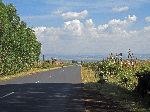 Trees and crops along Highway 3, btw Yechereqa and Finote Selem, Ethiopia