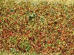 Red pepper plants, Ethiopia