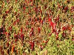 Red pepper plants, Ethiopia