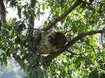 beehive, Lake Zengena, Ethiopia