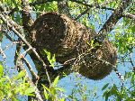 beehive, Lake Zengena, Ethiopia