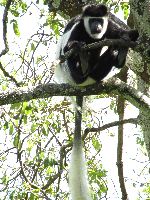 Black and White Colobus monkey, Lake Zengena, Ethiopia